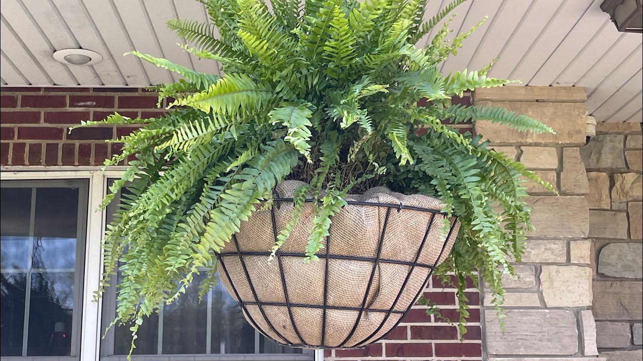 Cheap And Easy Way To Pot Ferns Without Using Coco Planter Liners!