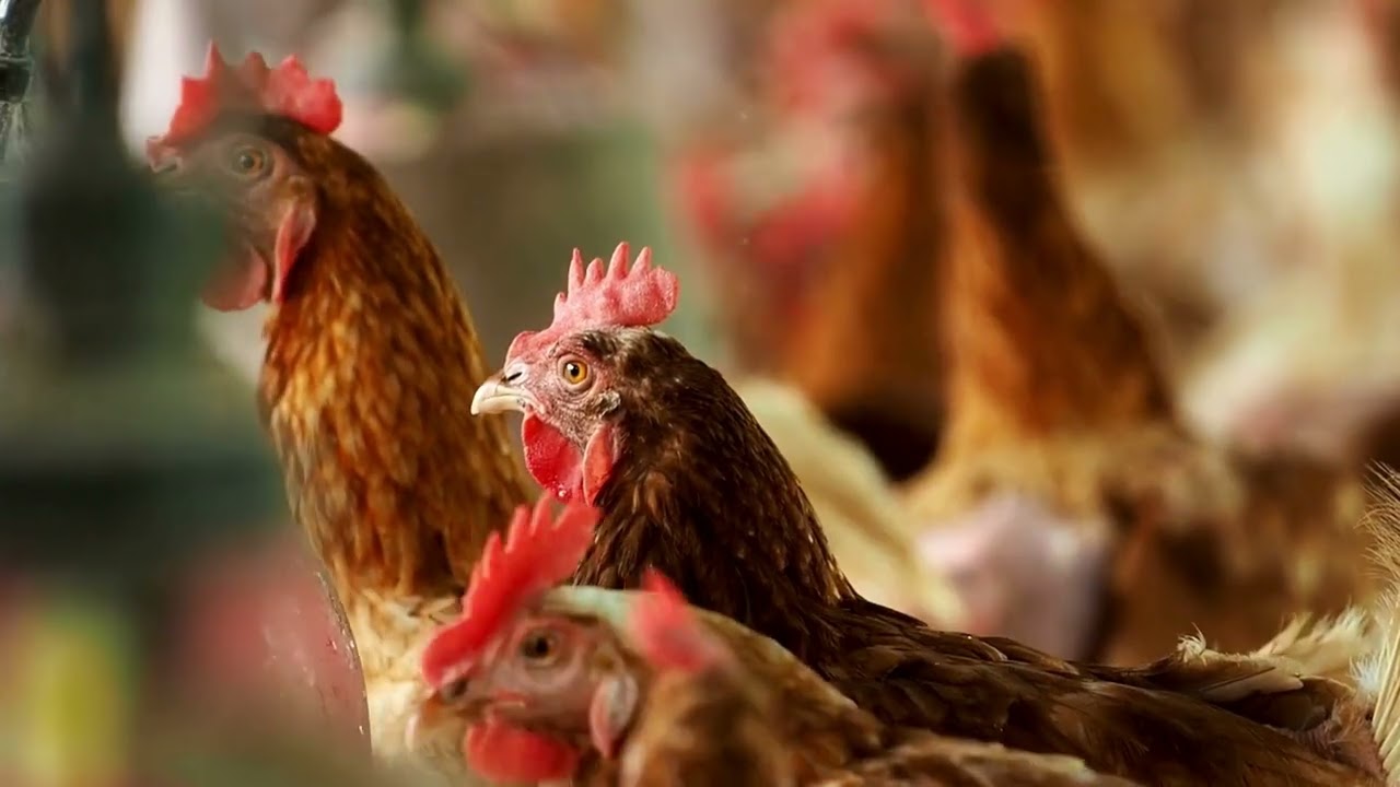 La nouvelle nourriture que personne ne connaît permet à vos poules de pondre plus d'œufs géants chaq
