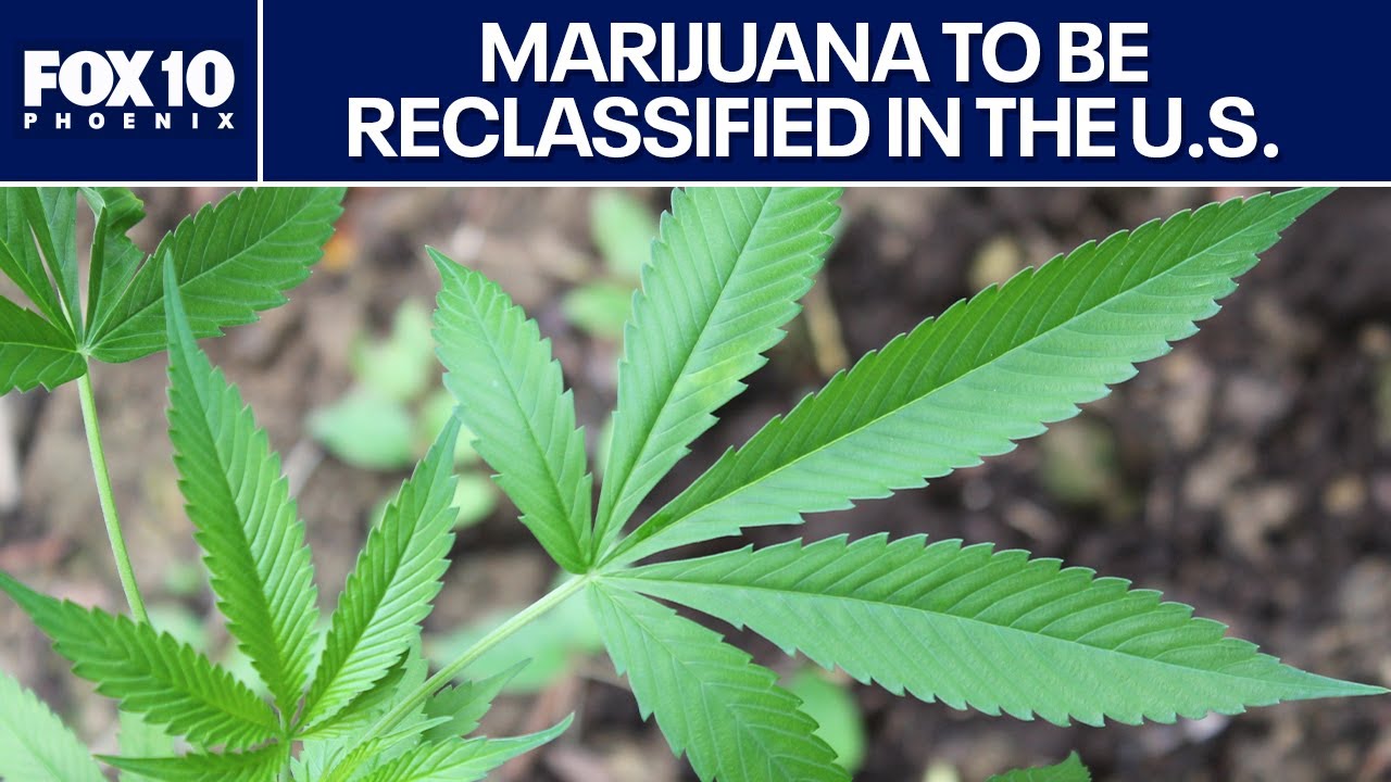 Marijuana reclassification could have big impact | FOX 10 Phoenix