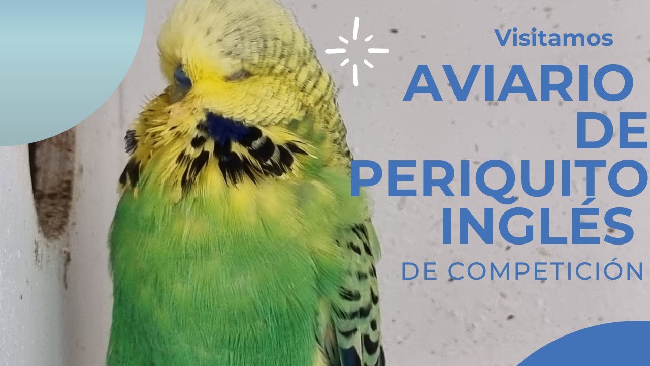 Visitando un aviario de periquitos ingleses DE CONCURSO!