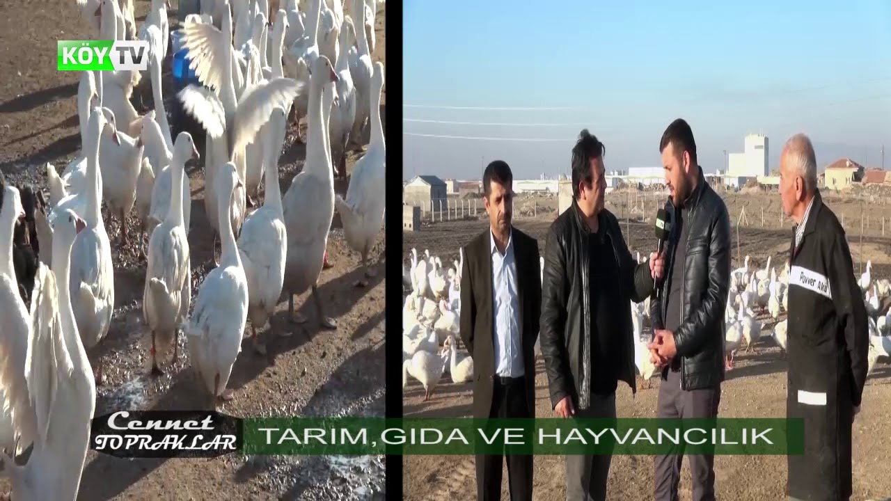 AKSARAY KAZ ÜRETİM KOOPARATİFİ ! Cennet Topraklar