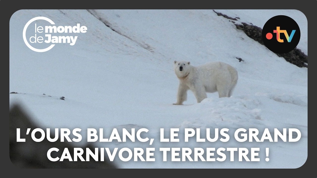 Les ours polaires du Svalbard - Le monde de Jamy
