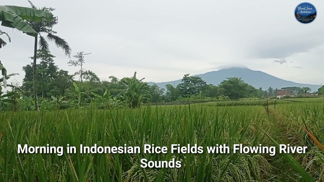 Peaceful Morning Rice Field in Rural Java, Indonesia | Natural River & Countryside Sounds 