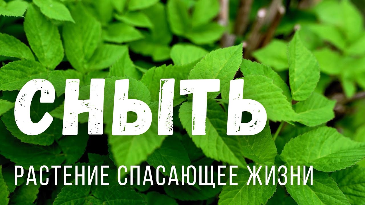 🌿БЕСПЛАТНАЯ ЕДА И ЛЕКАРСТВО - СНЫТЬ польза и рецепты