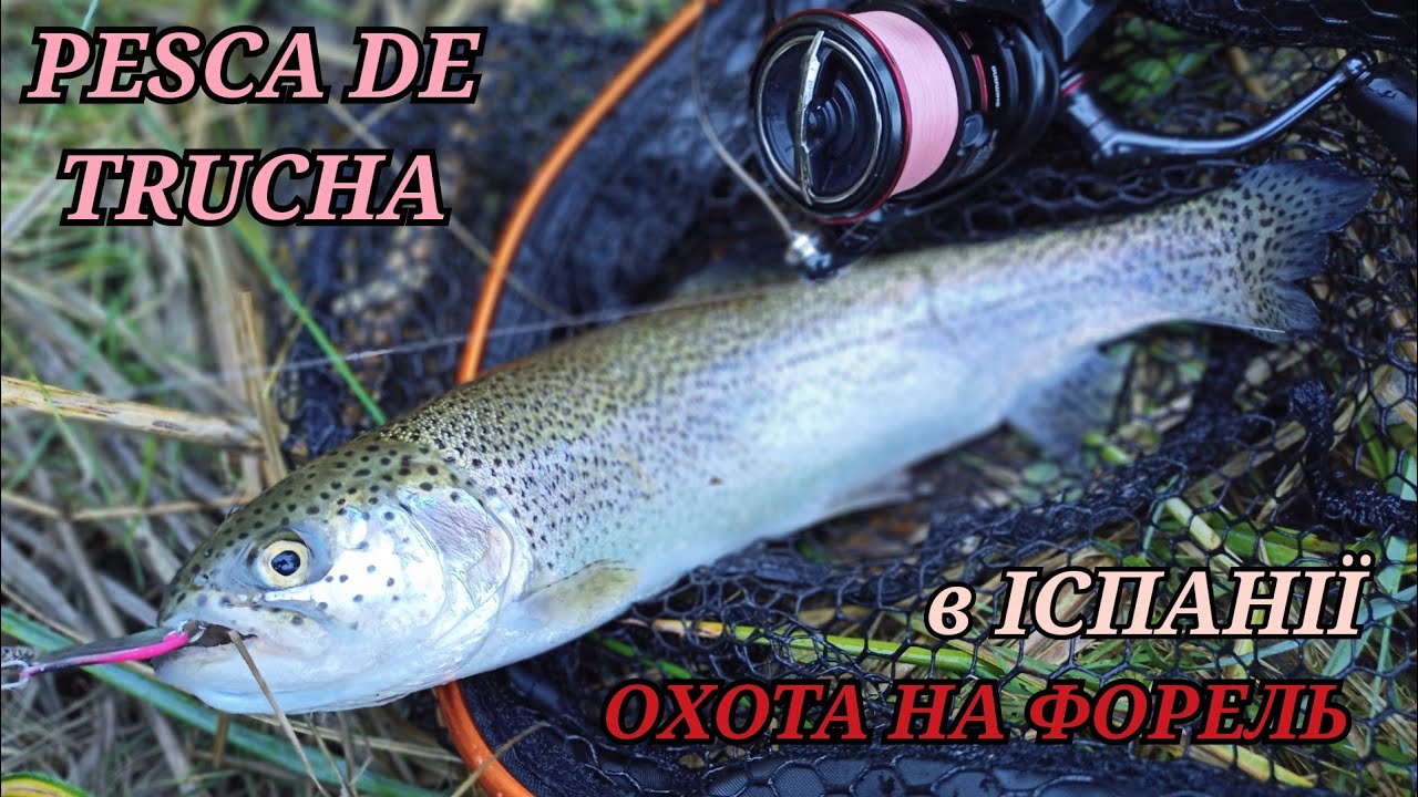 ОХОТА НА ДИКУ ФОРЕЛЬ В ІСПАНІЇ. PESCA DE TRUCHAS EN ESPAÑA. RIÓ DE CENAJO