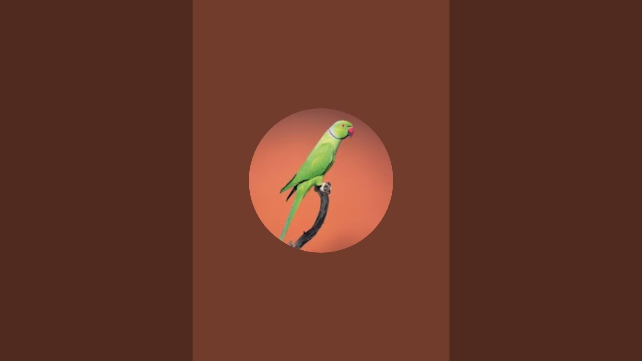 @birdslover.vlog33 is live
