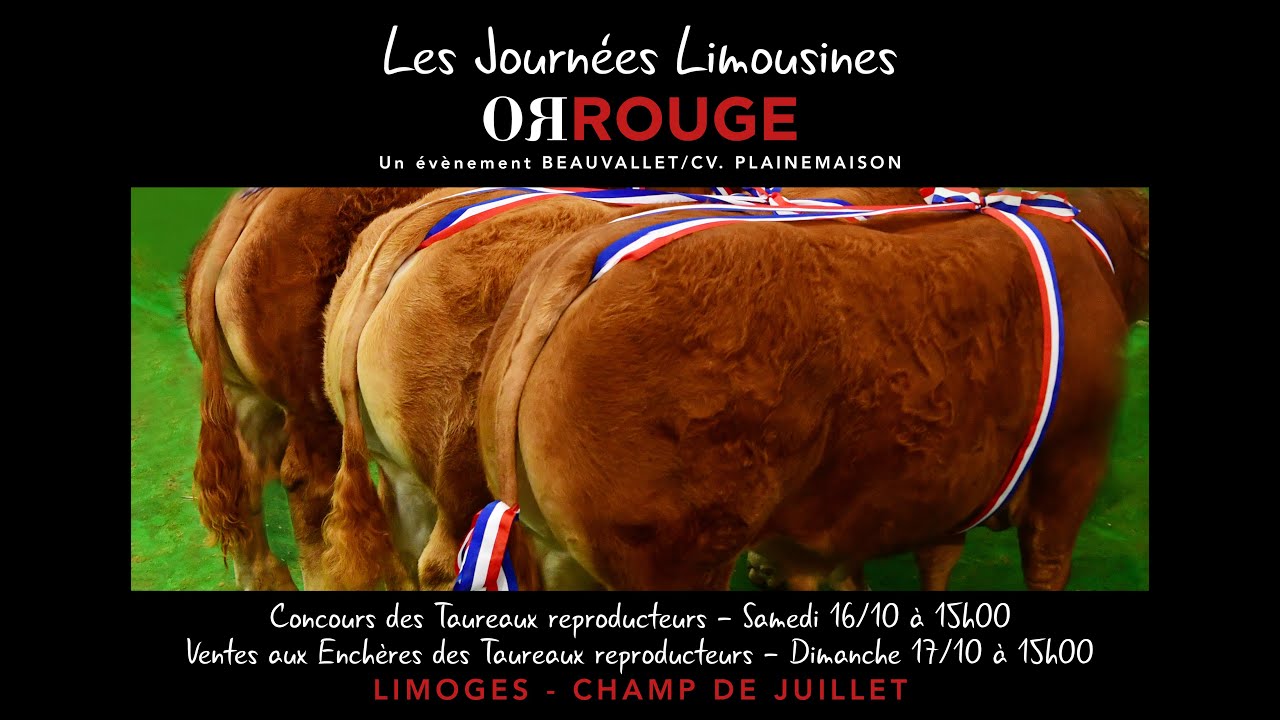 Les taureaux reproducteurs présents aux Journées Limousines Or Rouge 2021