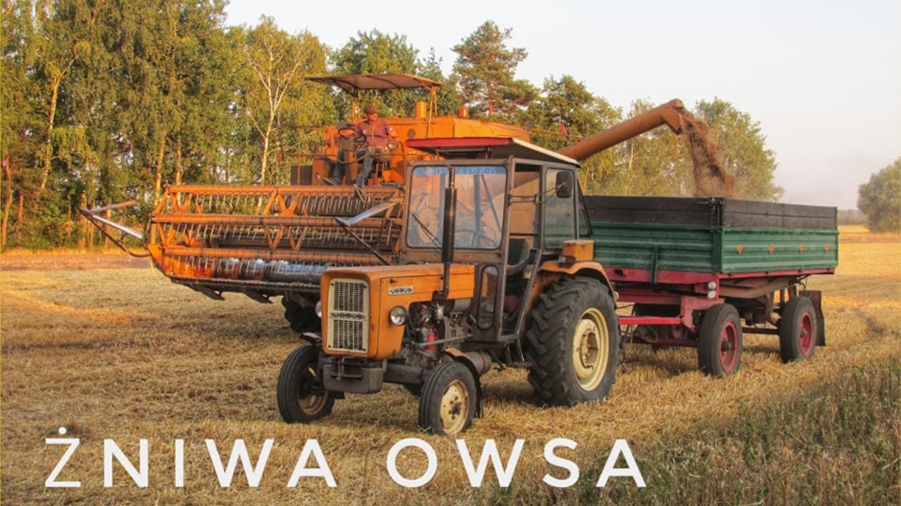 ☆ Żniwa 2019 Owies gniady 🌾☆ Ryk bizona|2xUrsus|2xAutosan|Jedyne takie żniwa |🔥Agro Młodzi 🔥