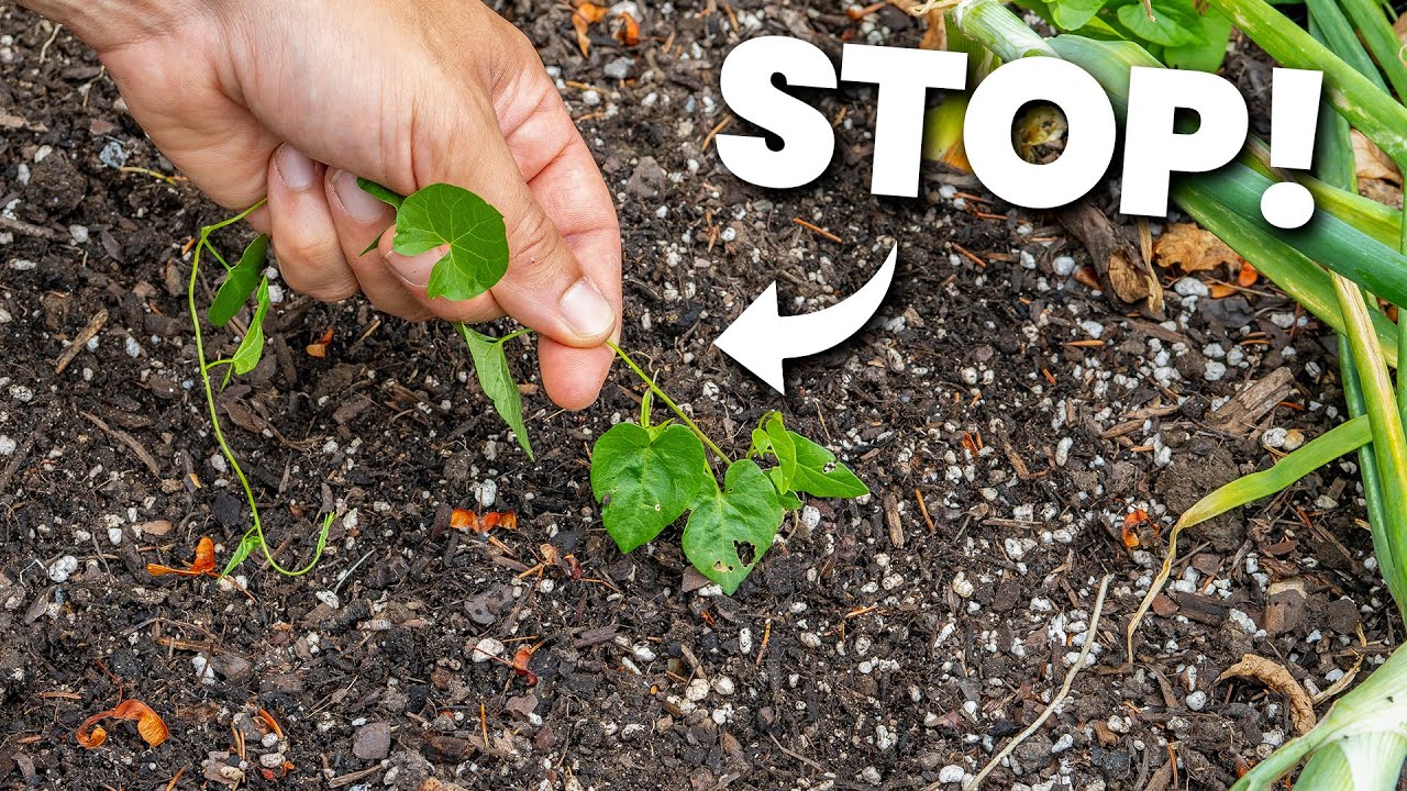 The Complete Guide To Controlling Weeds In Your Garden
