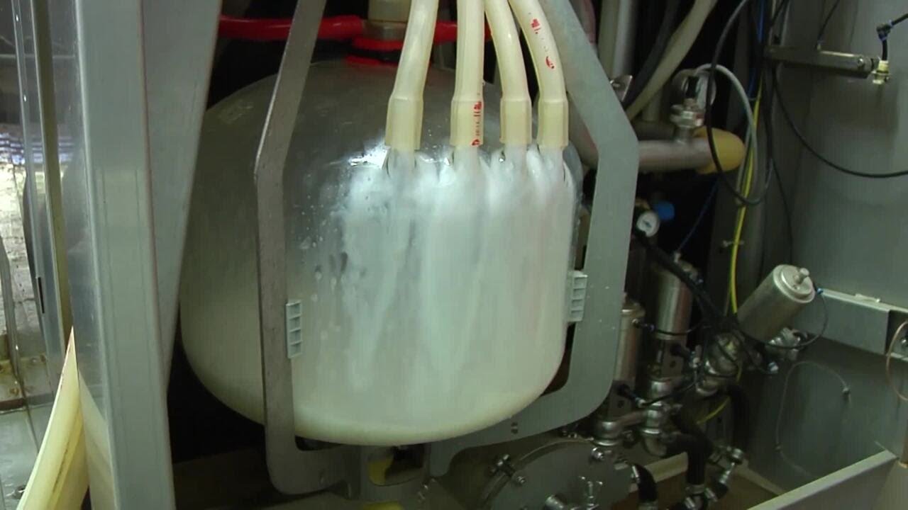 Dairy Industry Grapples with HPAI Cases in Cows; Assures Public of Milk Supply Safety