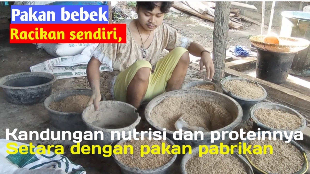 Ayah57 part 5,Pakan bebek, racikan sendiri, setara dengan paka pabrikan@ujang kwek