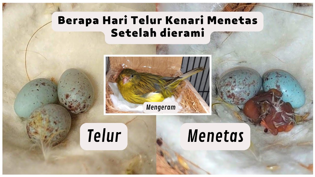 BERAPA LAMA TELUR KENARI DIERAMI SAMPAI MENETAS ?