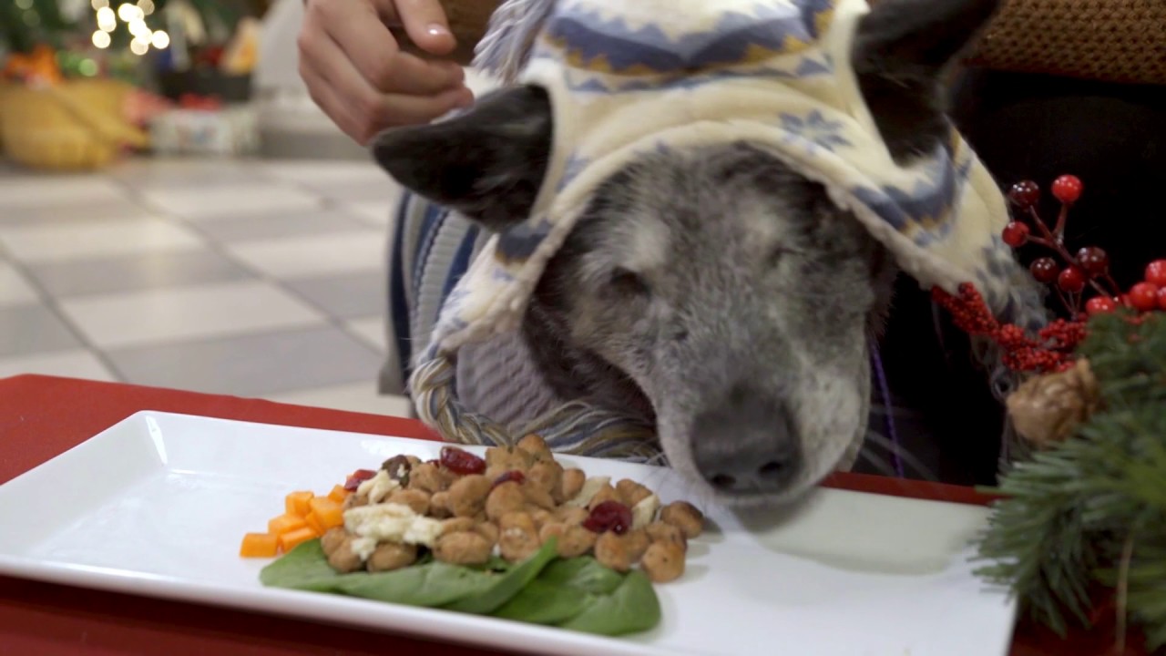 30 Homeless Pets and 1 Holiday Feast | Freshpet