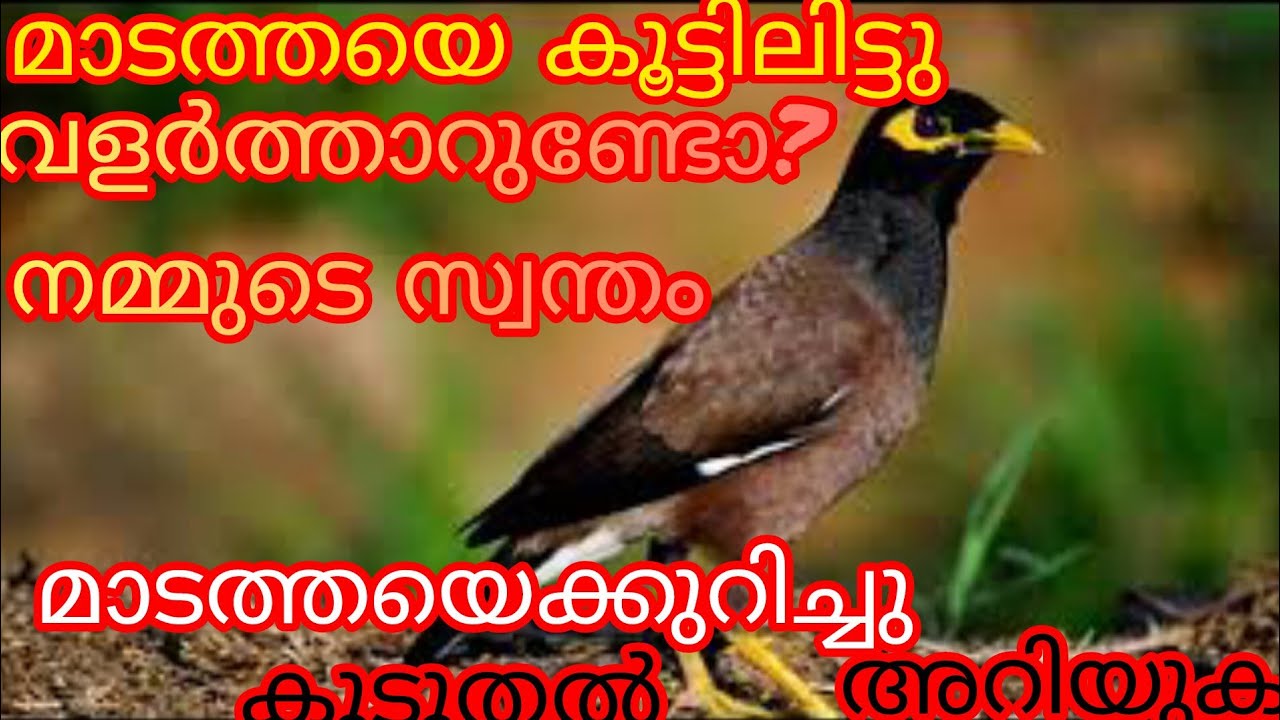 മാടത്തയെ കൂട്ടിലിട്ട് വളർത്താറുണ്ടോ/myna/madatha /Nature/ birds.