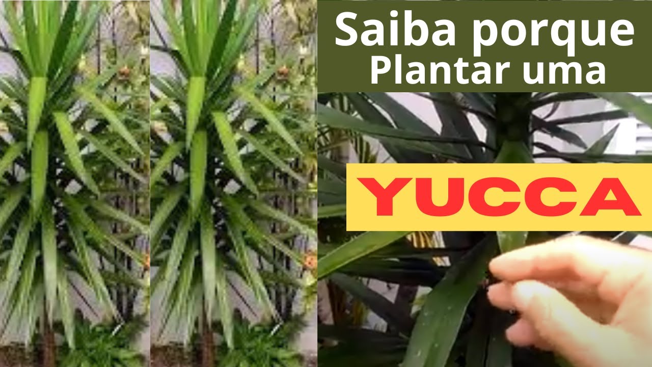 Como cuidar da planta yucca - Planta perene e bela -  Vídeo Nº 101 #dicasdovéiodahorta