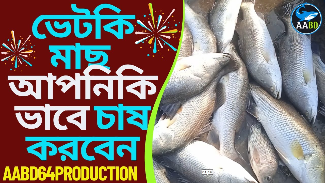মিশ্র পদ্ধতিতে লাভজনকভাবে ভেটকি মাছের চাষ পদ্ধতি (Poly-culture Method of Profitable Vetky Culture)