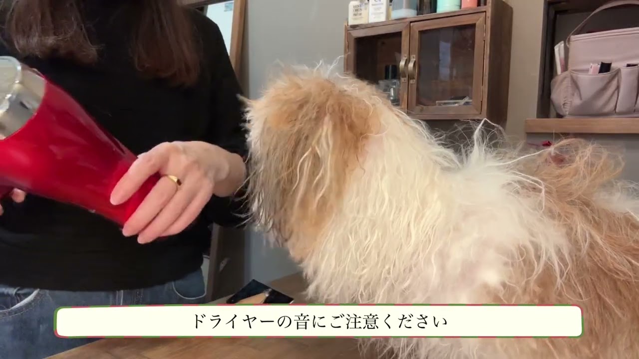 ジジの毛づくろいの様子