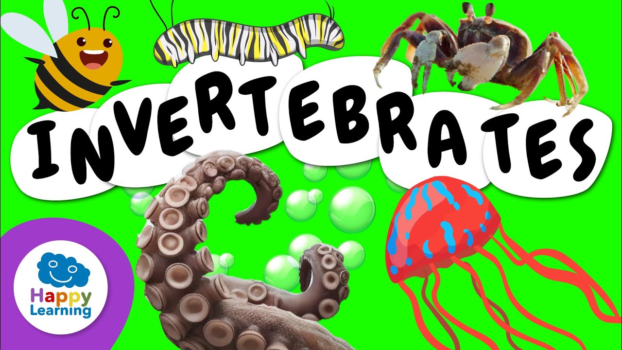 Invertebrate Animals | Educational Videos for Children | 