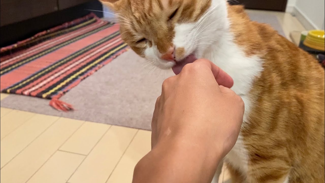 目つむってペロペロしてくる猫が可愛すぎた