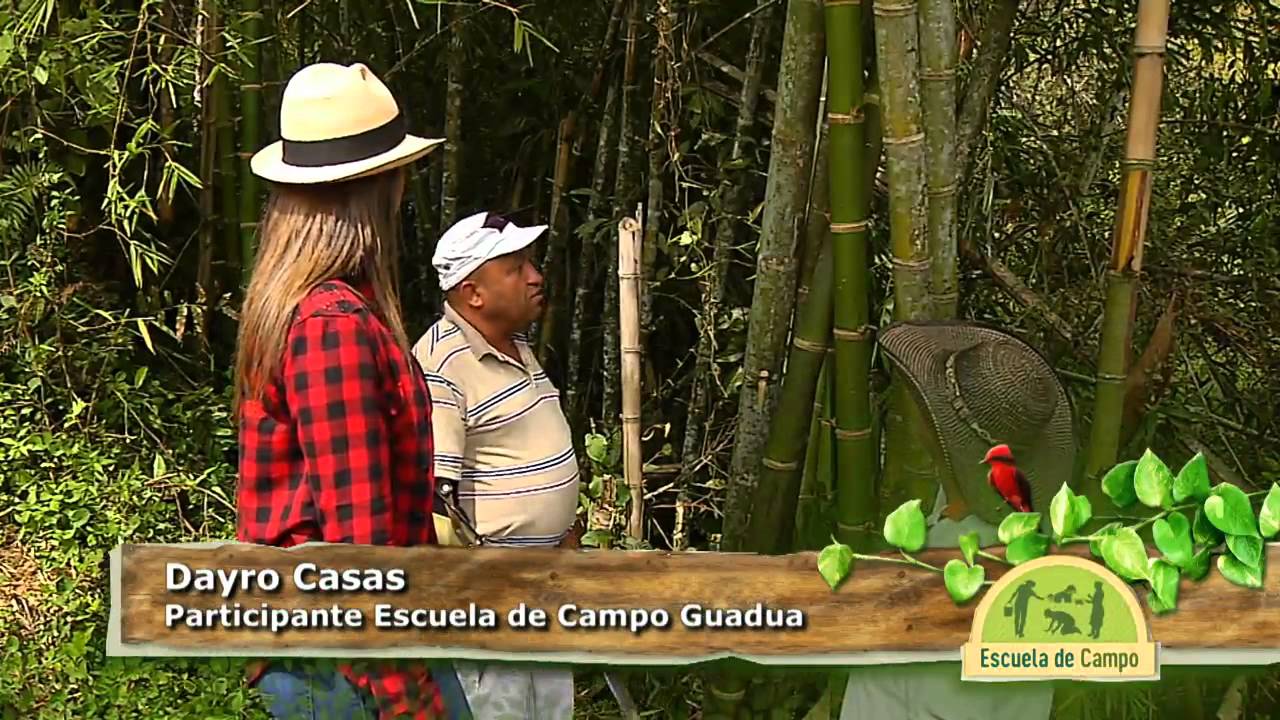 La guadua, el acero vegetal en Escuela de Campo