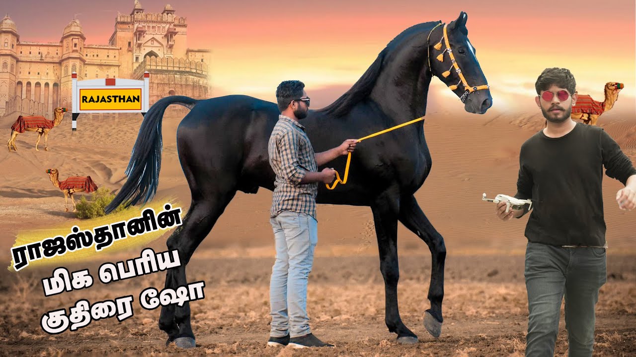 ராஜஸ்தானின் மிக பெரிய குதிரை ஷோ | Pushkar Marwari Horse show |marwari vs kathiawari | kuthirai