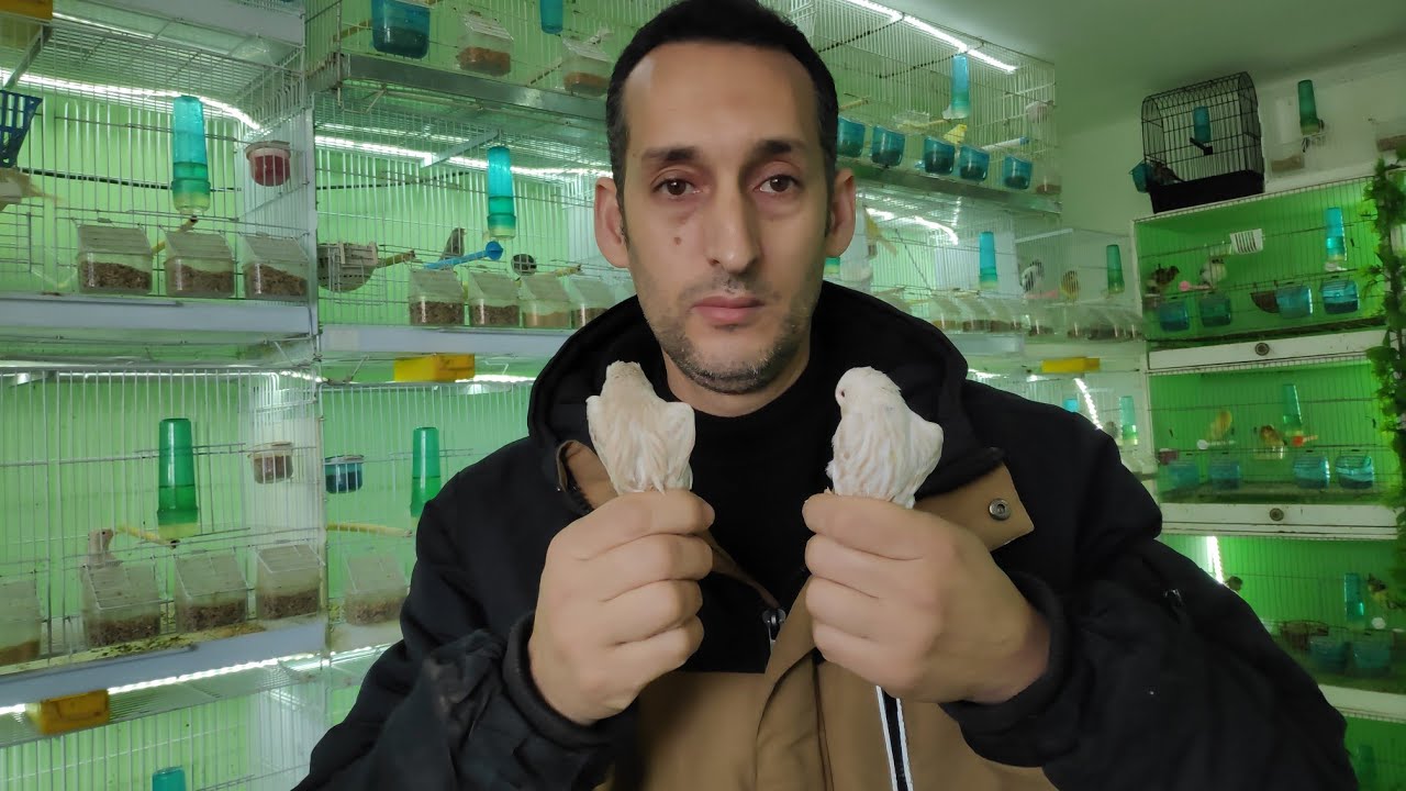 نتائج تزاوج كناري الساتيني وكناري الجاسبي