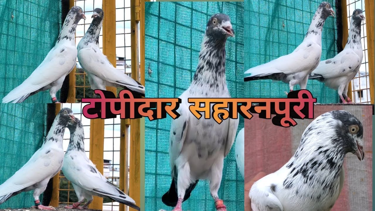 Topidar Saharanpuri Kabootar | Asli Saharanpuri Kabootar