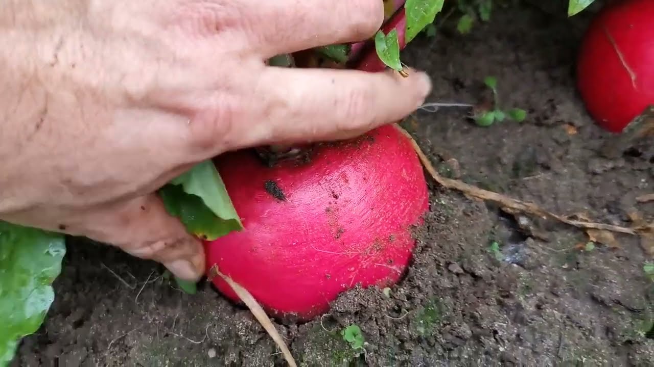 Едим всю зиму каждый день! 