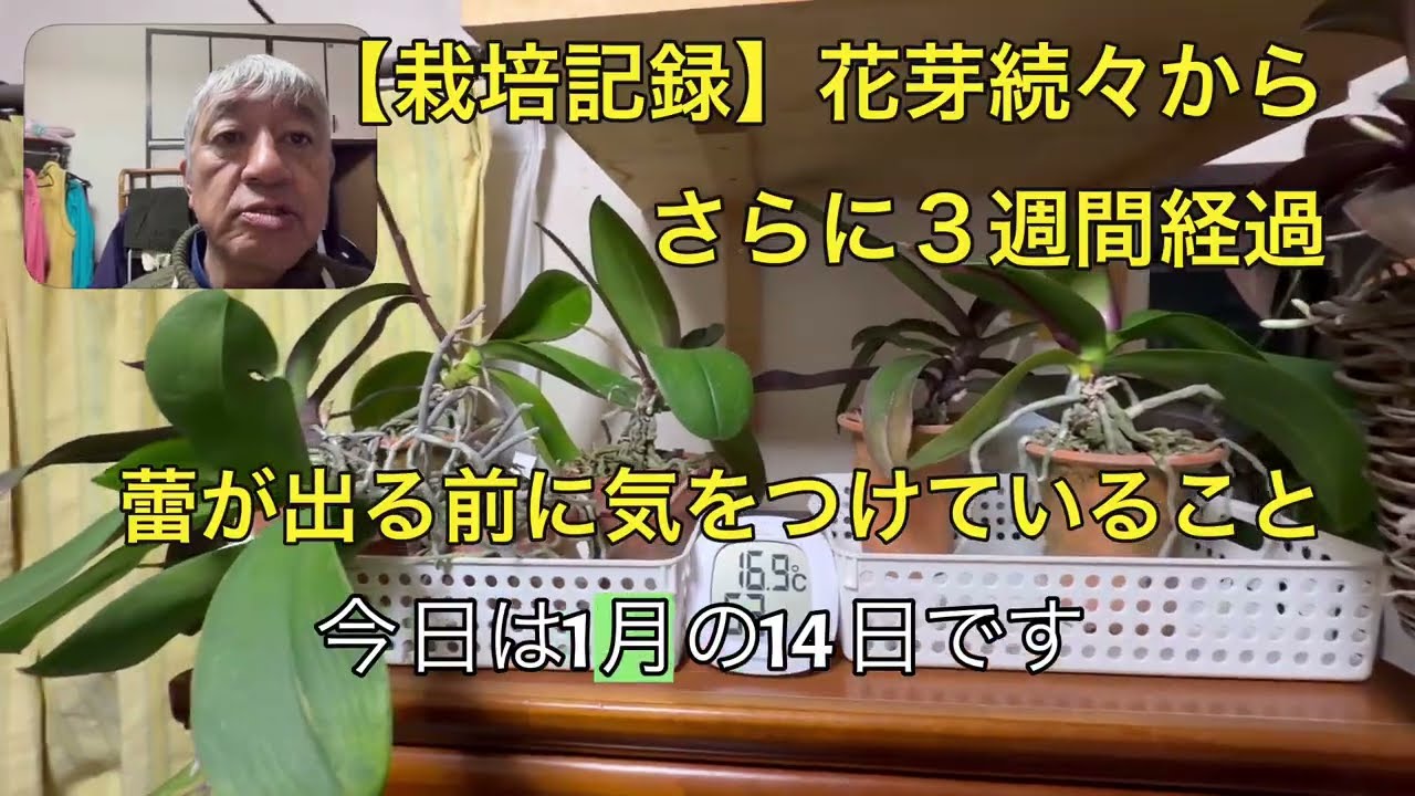 【栽培記録】花芽続々からさらに３週間、蕾が出る前に気をつけていること