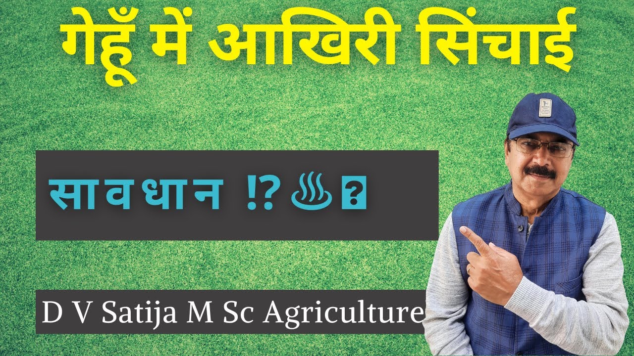 Gehu me आखिरी सिंचाई