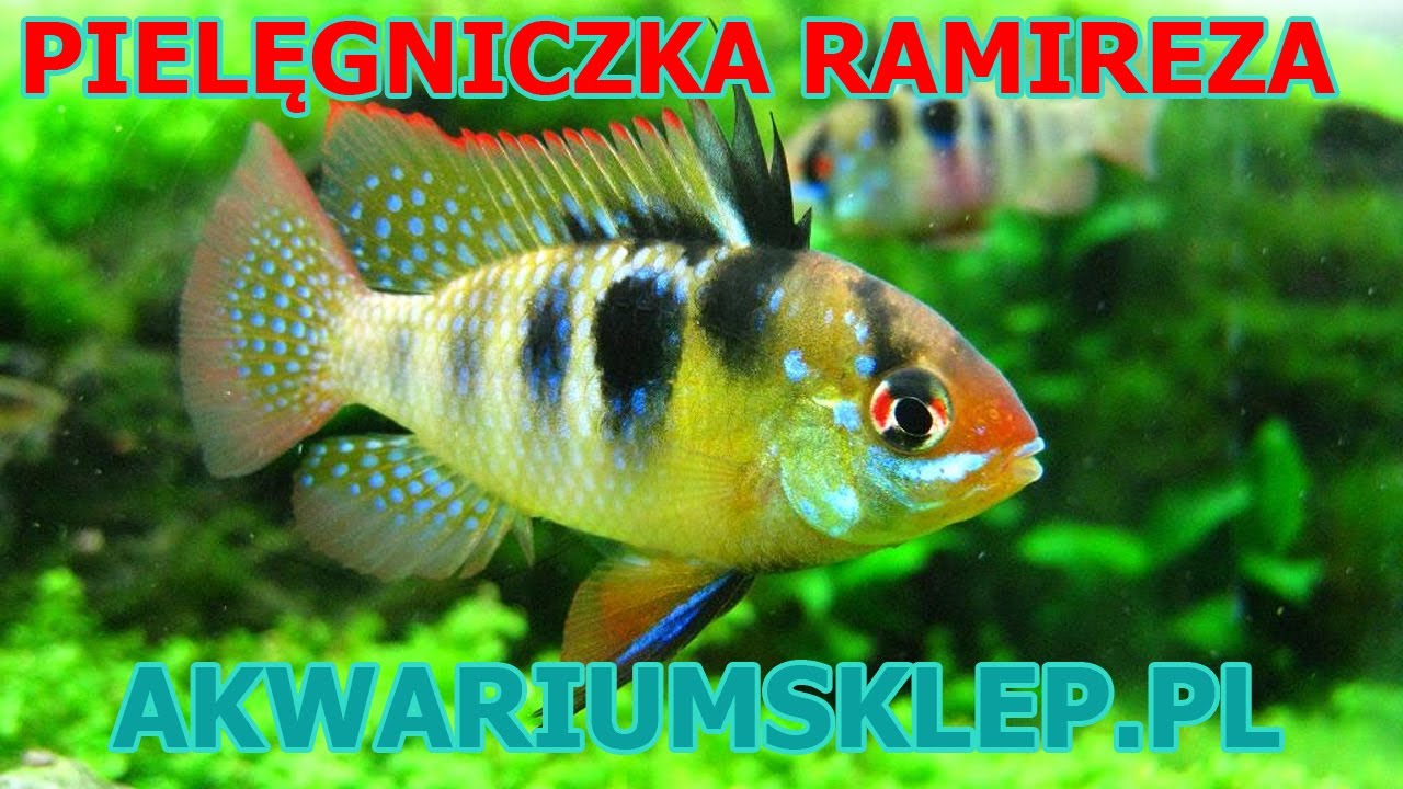 Pielęgniczka ramireza. Mikrogeophagus ramirezi. Przegląd