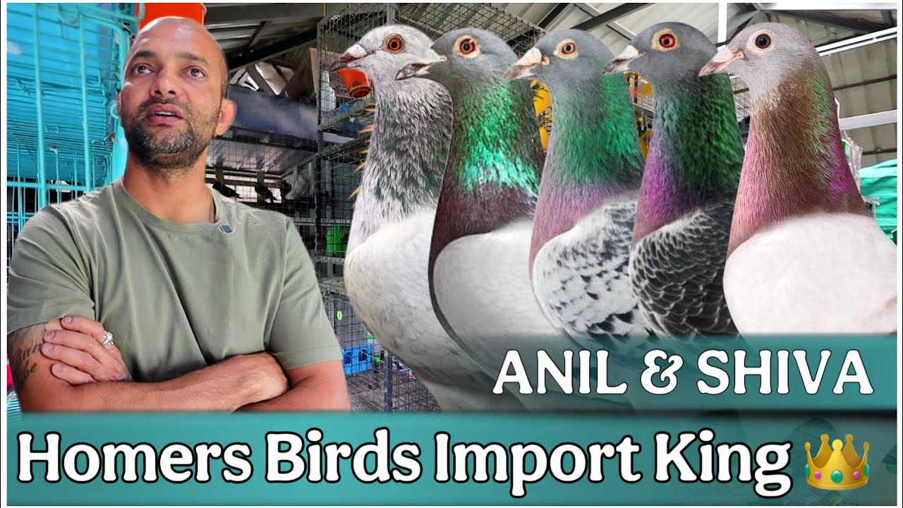 Homer Birds import King | X Fighter Birds | Anil & Shiva