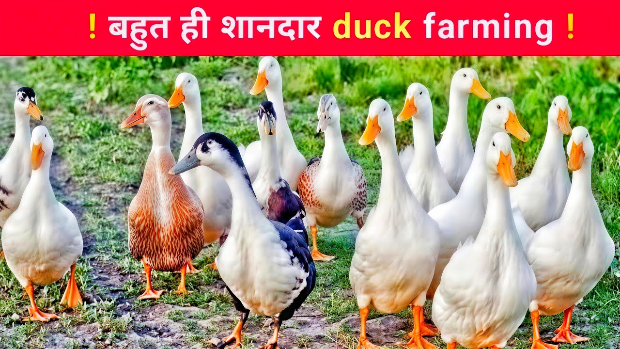 बहुत ही शानदार duck फार्मिंग देसी तरीके से ! Duck farming 