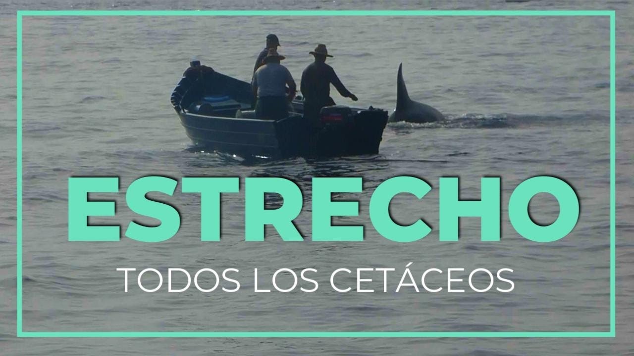 TODOS los CETÁCEOS del Estrecho de Gibraltar || 4 días buscando ORCAS |#5|