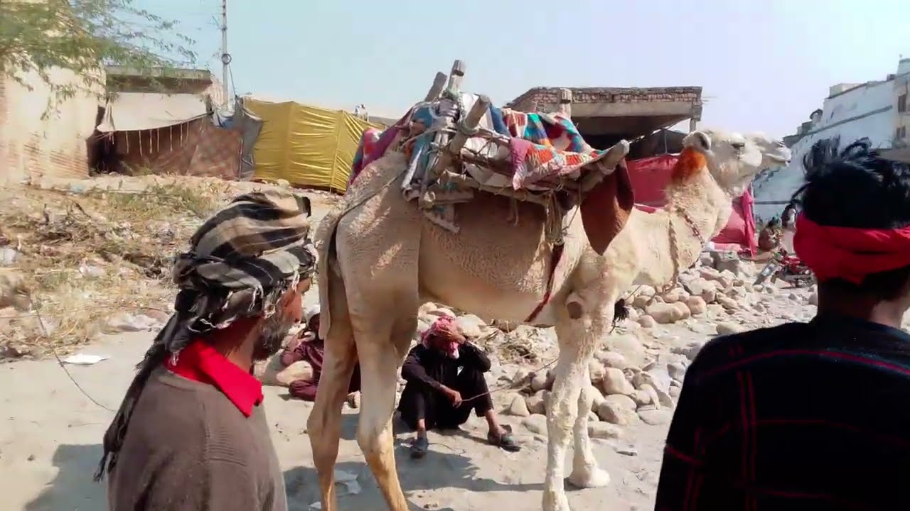 Travel with friends 😇 in amazing places and enjoy the different culture #viral video 