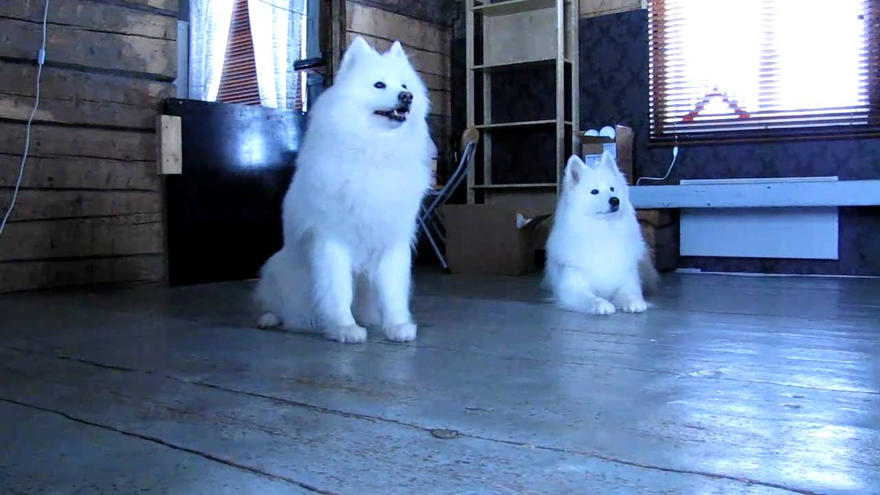 Hungry samoyed at breakfast