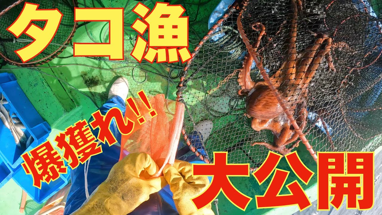 タコかご漁のすべてをお見せします。