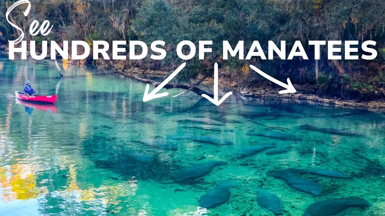See Where Hundreds of Manatees Gather During Winter in Florida: Blue Spring State Park