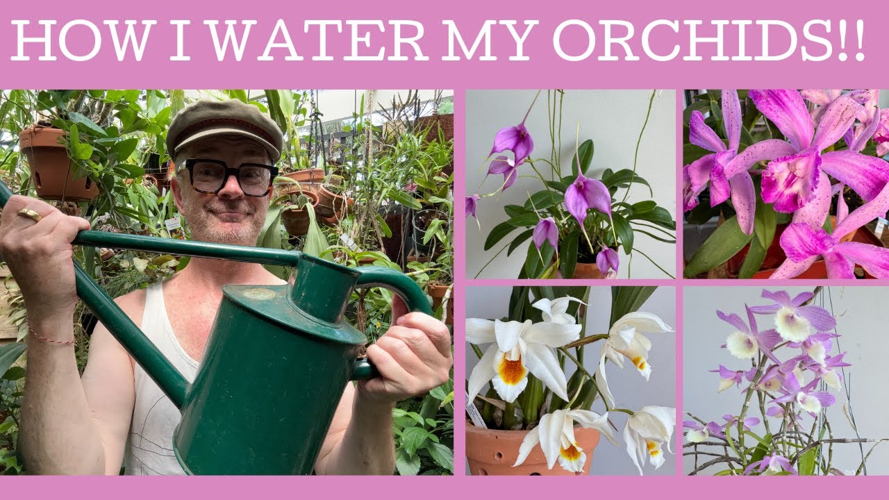 How I water my orchids!