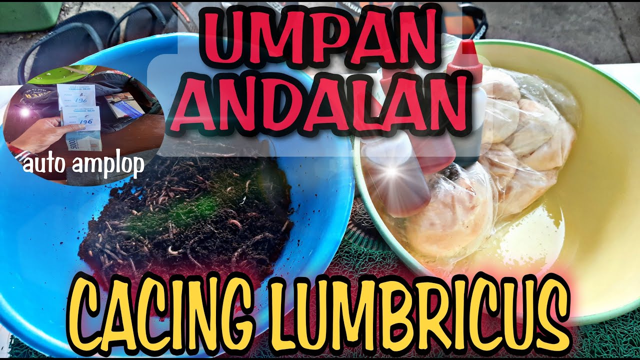 UMPAN GALATAMA LELE||CACING LUMBRICUS AUTO AMPLOP