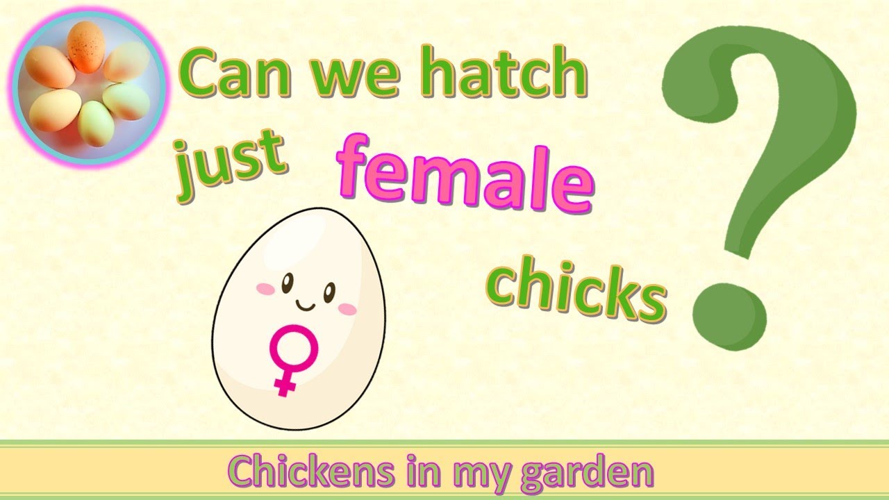 Can we hatch just female chicks?