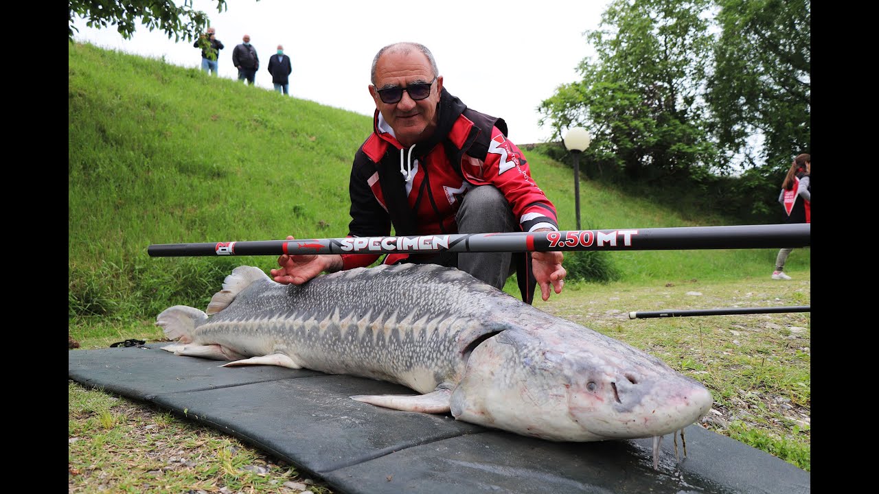 Storione da 80 chili in Roubaisienne
