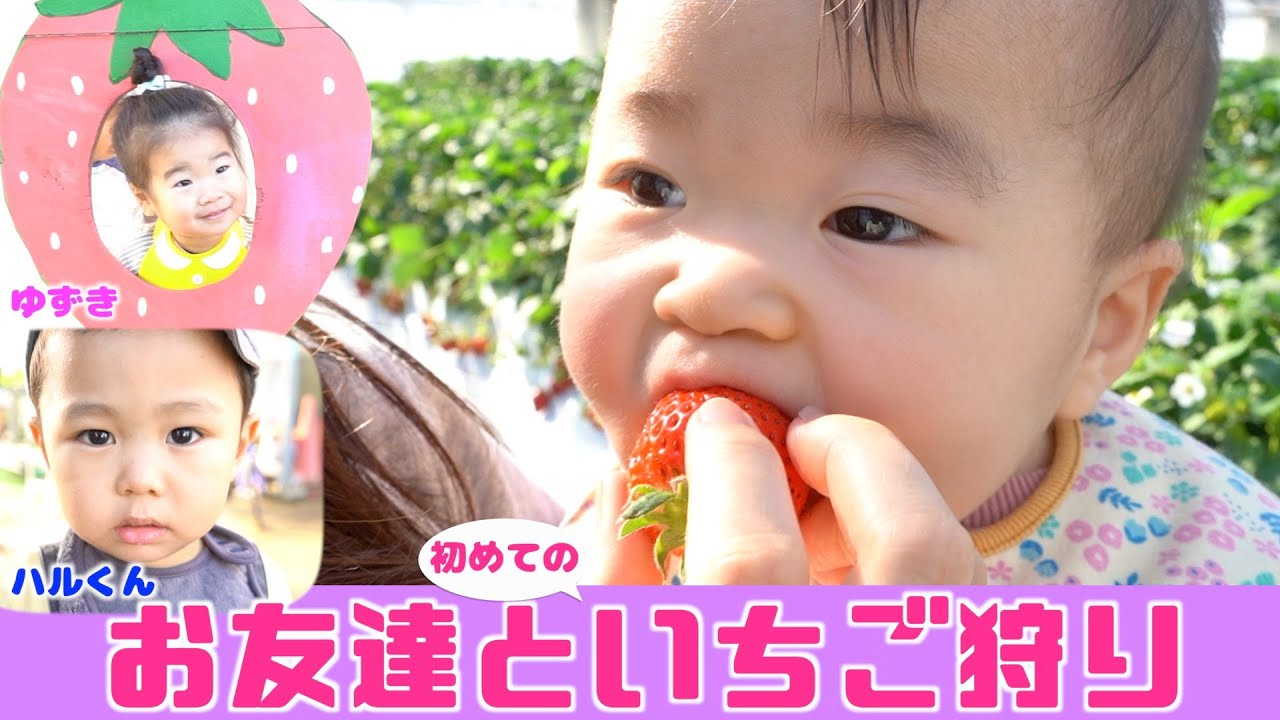 初めてのいちご狩り！徳江いちご農園に行ってきたよ【生後11ヶ月赤ちゃん】Yune picks strawberries for the first time.