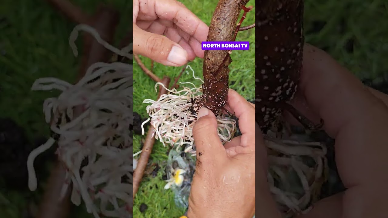 PANEN HASIL CANGKOK WARU MERAH