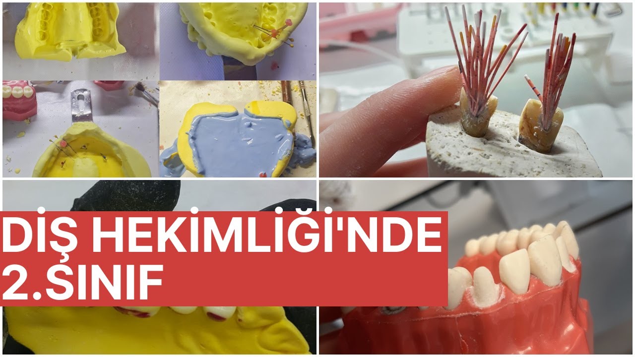 2. SINIF DİŞ HEKİMLİĞİ!! |DERSLER📚, MALZEMELER🥼, PREKLİNİK🦷| |ENDO, TEDAVİ, PROTEZ|👨‍⚕️👩‍⚕️