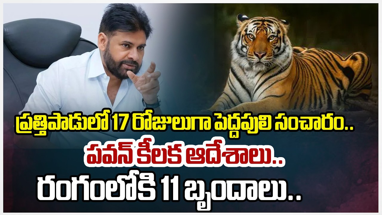 Tiger Sighting Creates Panic in Prathipadu, 11 Teams in the Field | Kakinada  |  dy CM Pawan Kalyan