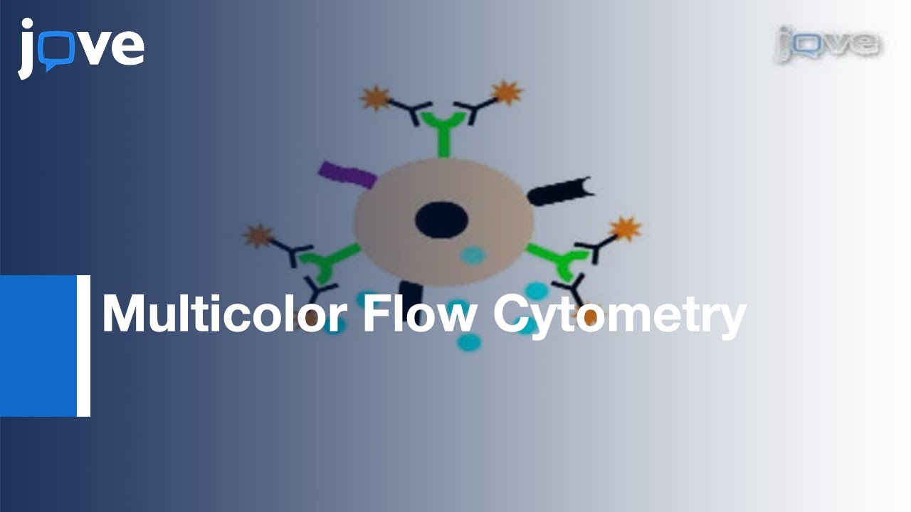 Multicolor Flow Cytometry Analyses Of Cellular Immune Response In Rhesus Macaques l Protocol Preview
