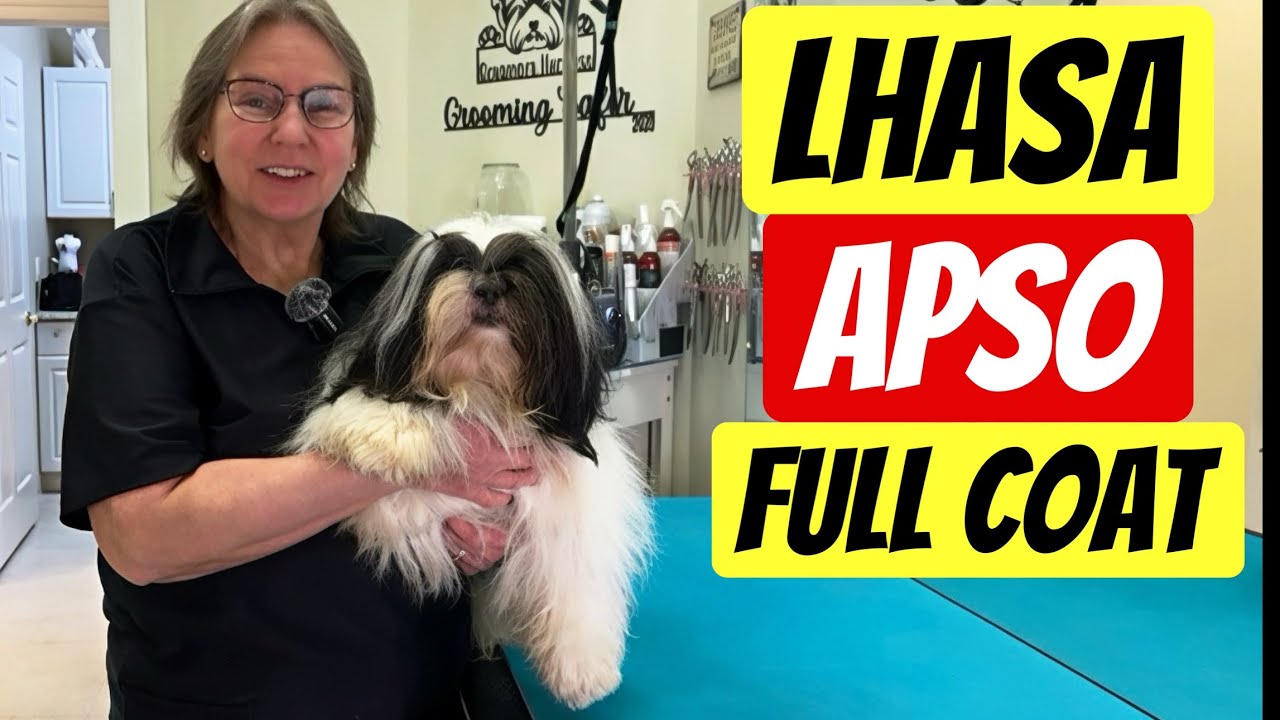 Lhasa Apso in Full Coat: Grooming Cody and Riley at Grande Style Dog Grooming in Tampa Florida.