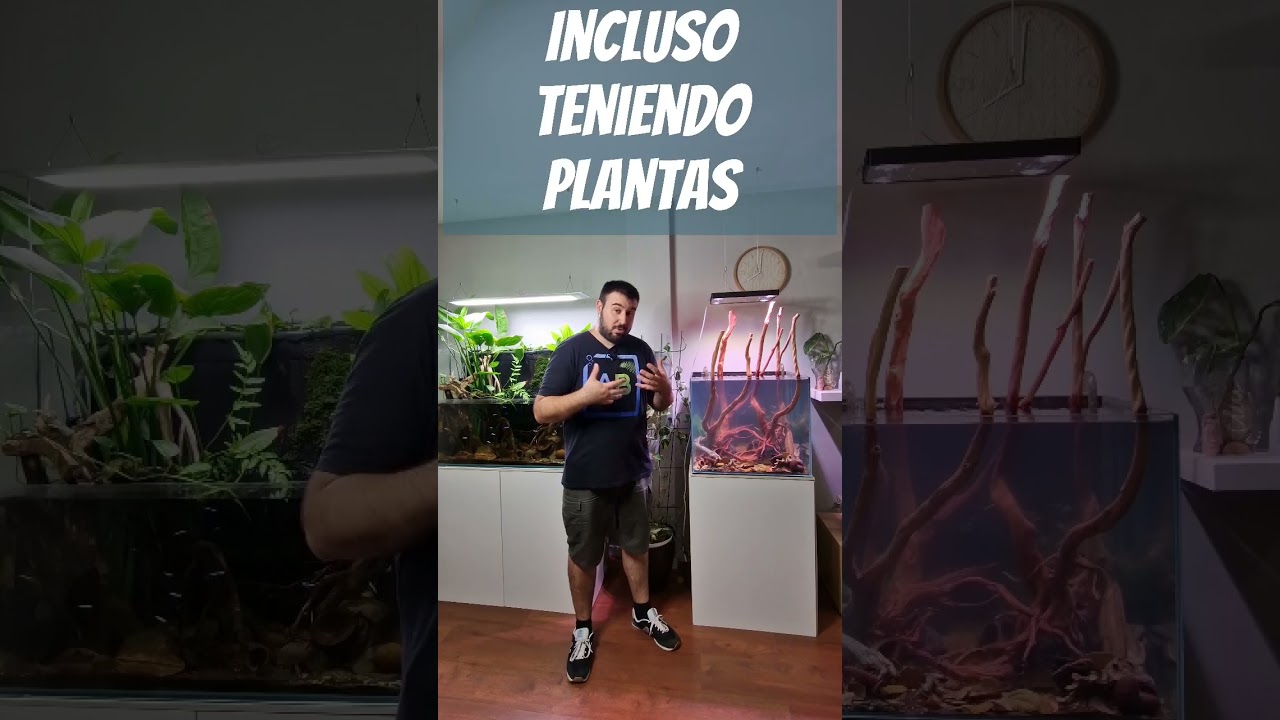 💧 Haz el Ciclado del acuario de esta forma! 🐟