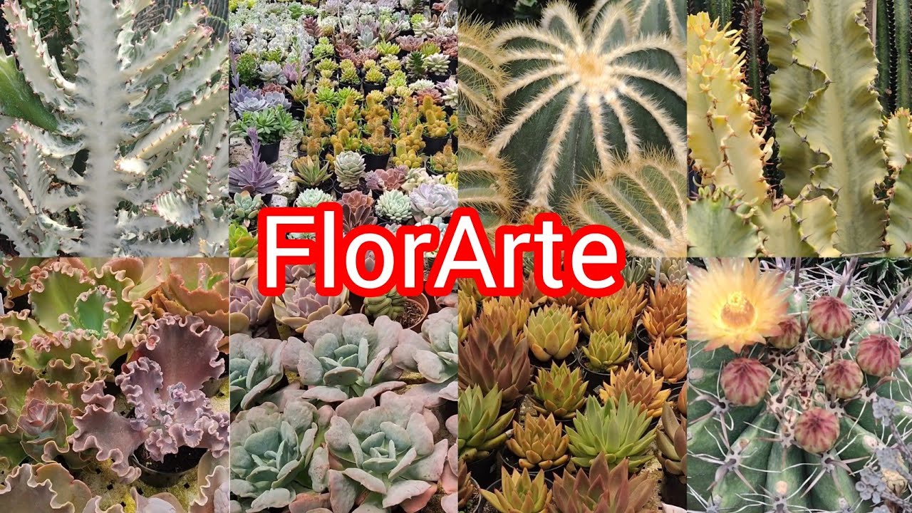 Florarte! Um paraíso de #suculentas e #cactos!#viralyoutubevideo #viral #viralvideo #cactus#amigos 
